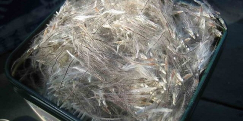 Bol u leđima od sjemena: kako uzgajati sadnice, stratifikacija, fotografija, video